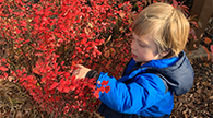 Child pointing at a plant outside.
