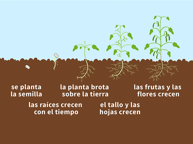 Diagrama de las etapas de crecimiento de una planta.