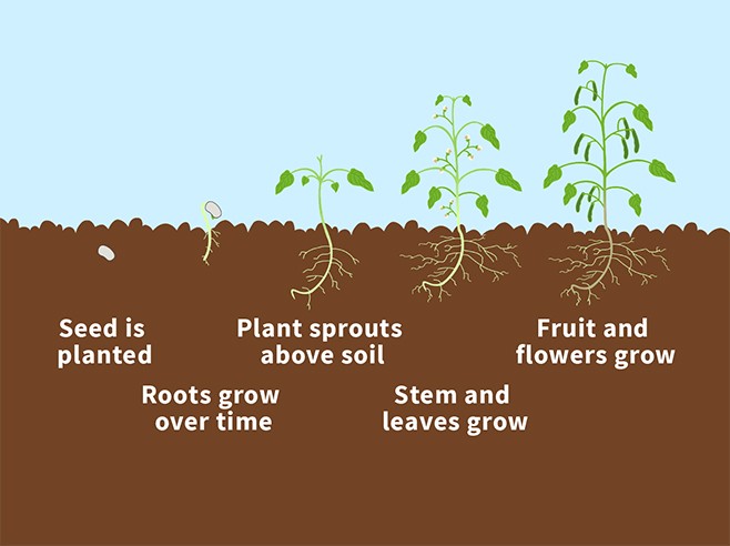 Diagram of plant growth stages.