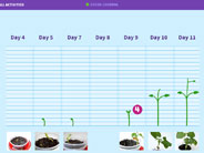 A chart showing daily growth of bean plant.